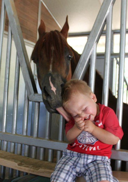 horse licking boy
